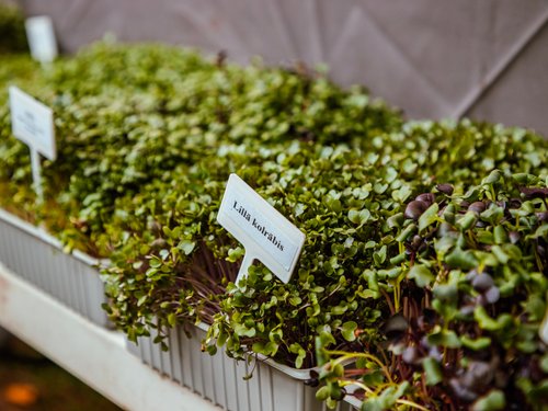 494032576244580243437977876188510827309088190n